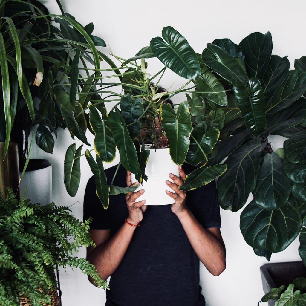 Man standing against white wall holding plant in white pot in front of his face, surrounded by more green plants