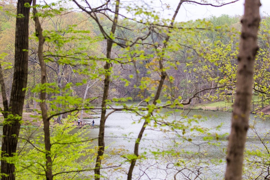 Lake or river through thin trees