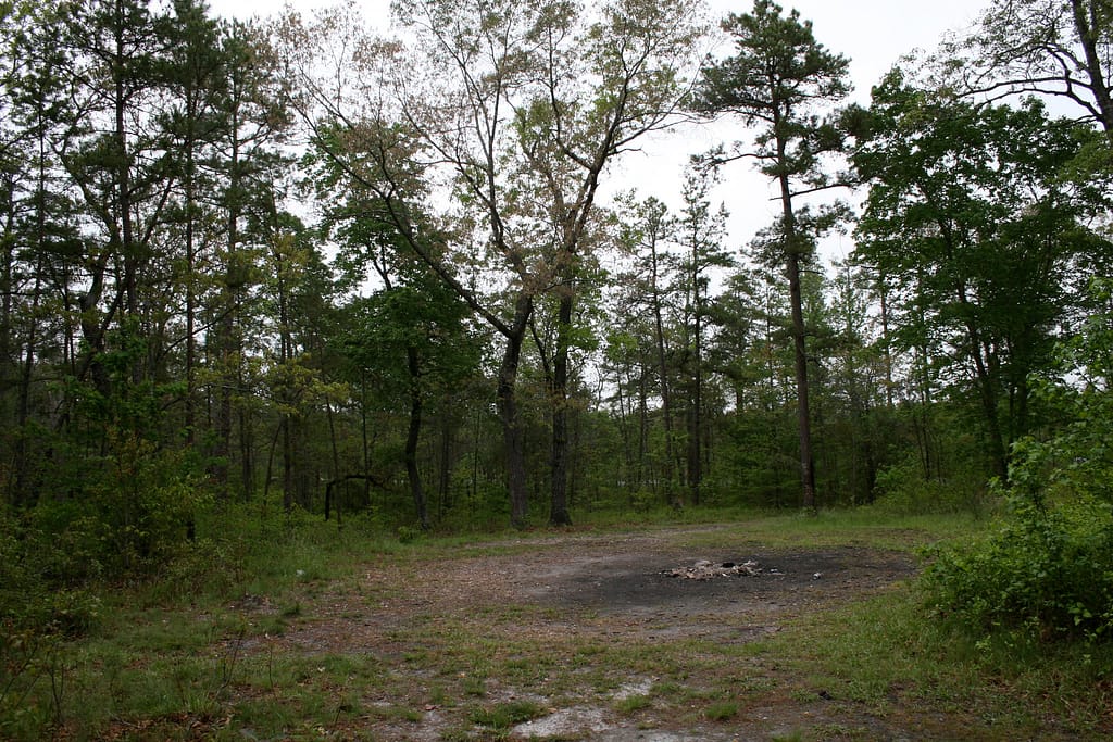 Clearing among trees, dark circular patch of soil