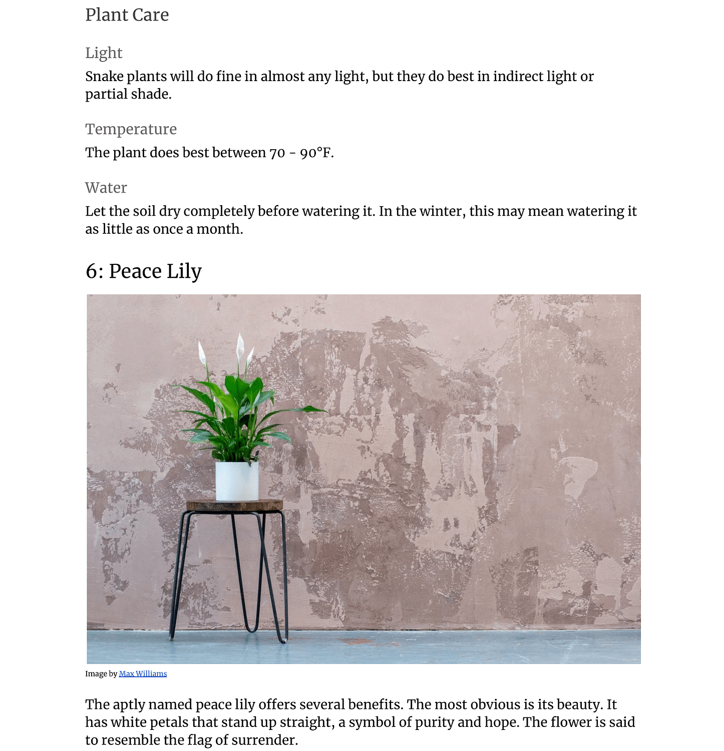 fj6-Houseplants-that-Help-With-Anxiety-09