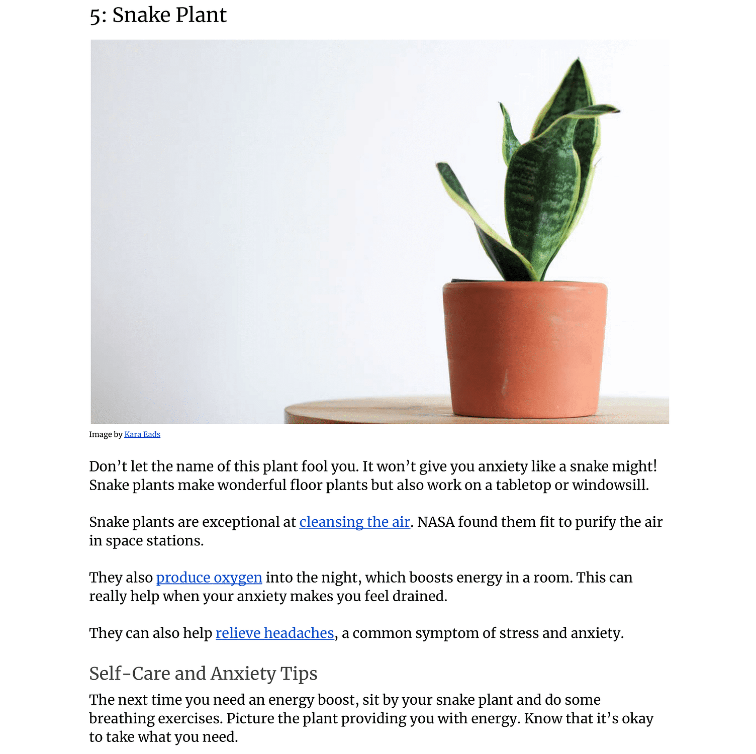 fj6-Houseplants-that-Help-With-Anxiety-08