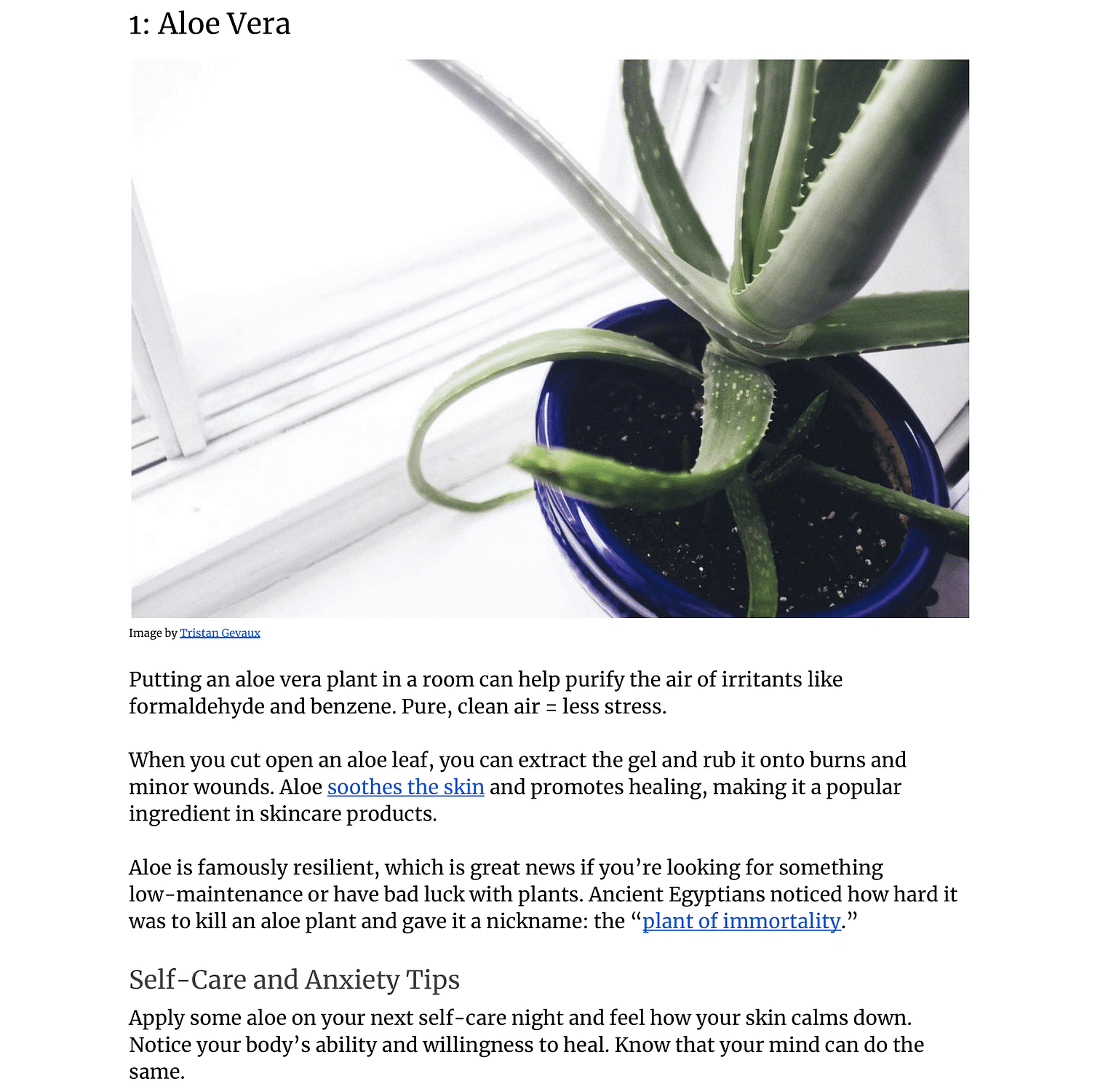 fj6-Houseplants-that-Help-With-Anxiety-02
